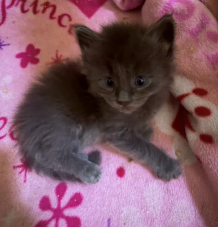 Odin photo 5