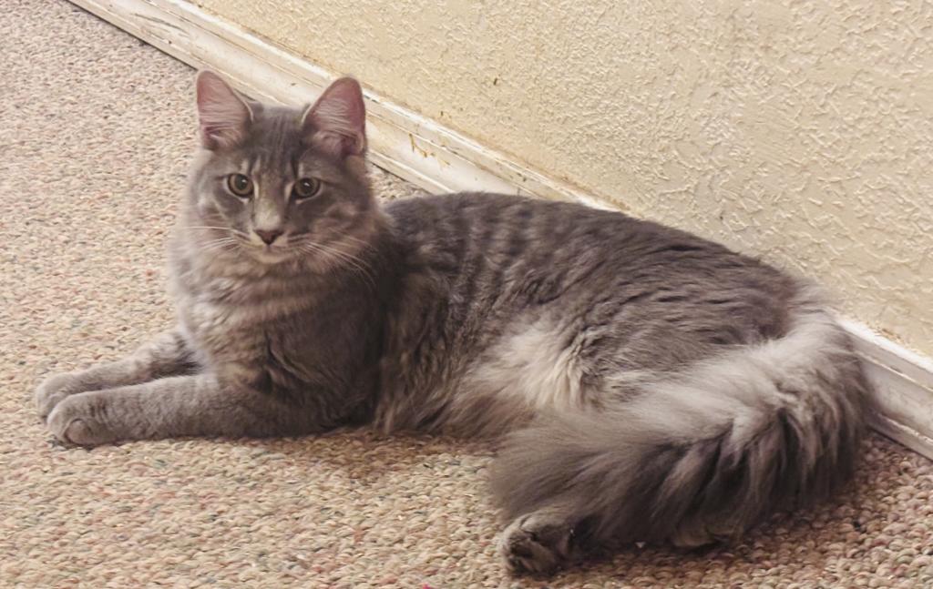 Odin photo 3