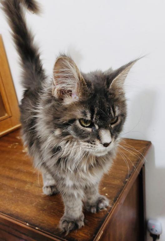 Odin photo 2