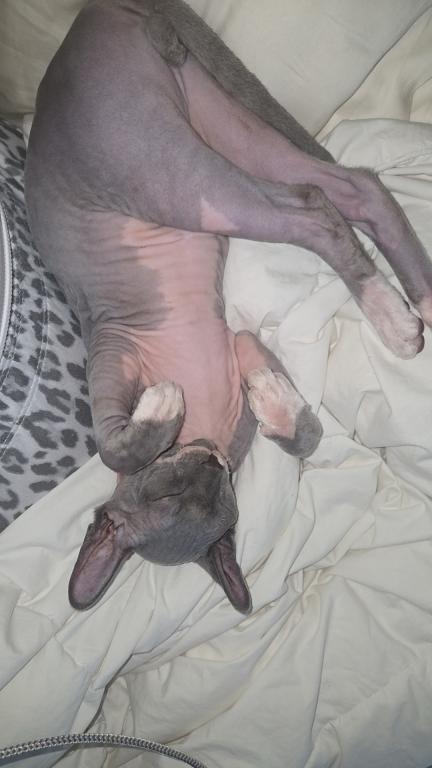 OpheliaDemetriPAIROFSPHYNX photo 8