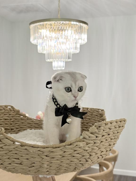 Teddy photo 5