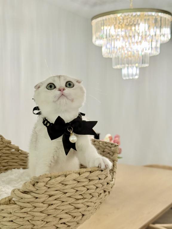 Teddy photo 4