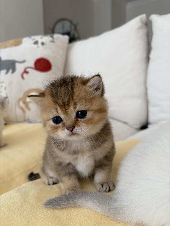 Scottish Fold Or Straight Kittens photo 2