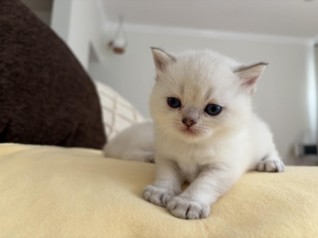 Scottish Fold Or Straight Kittens photo 4