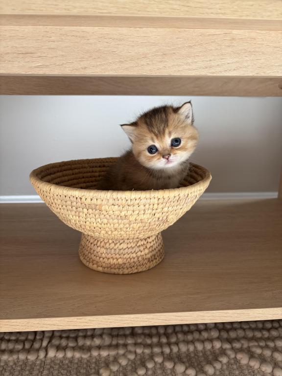 Scottish Fold Or Straight Kittens photo 3