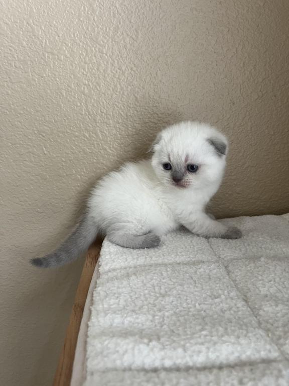 Blue Point Scottish Fold Girl photo 11