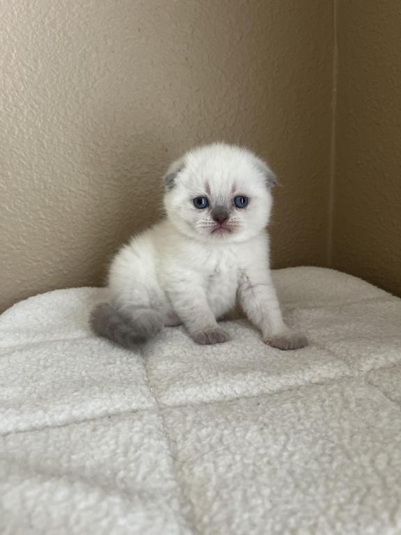 Blue Point Scottish Fold Girl photo 14