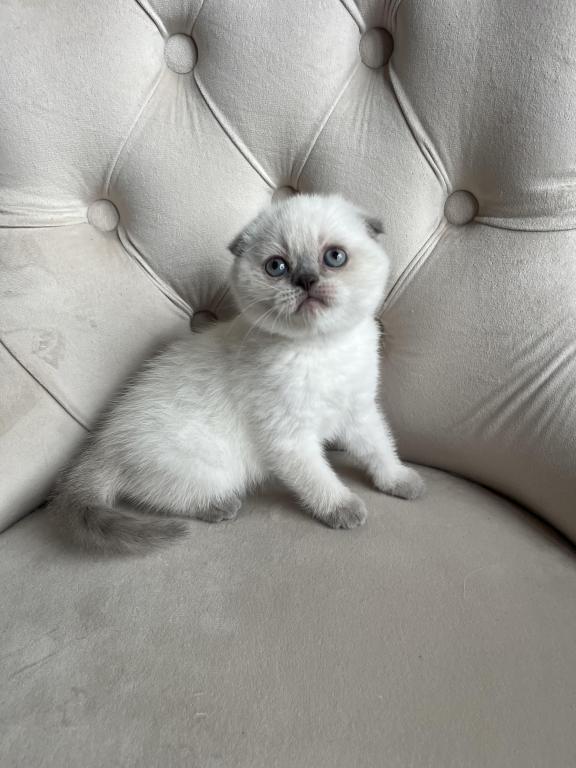 Blue Point Scottish Fold Girl photo 1