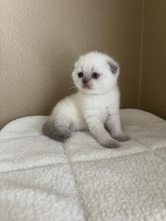 Blue Point Scottish Fold Girl photo 10