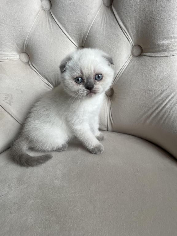 Blue Point Scottish Fold Girl photo 7