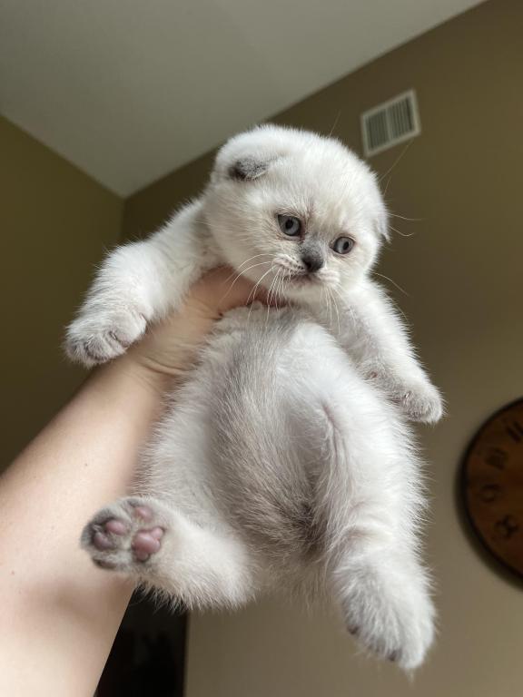 Blue Point Scottish Fold Girl photo 3
