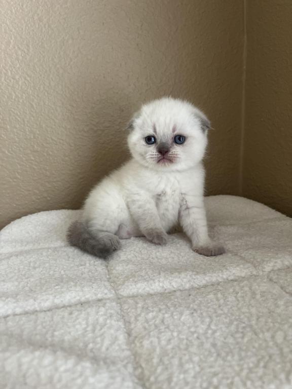 Blue Point Scottish Fold Girl photo 12