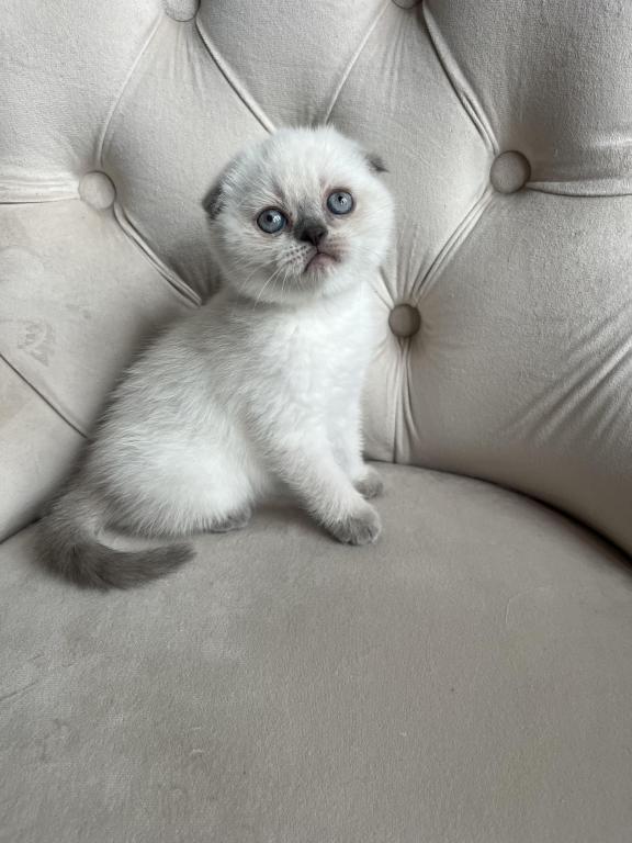 Blue Point Scottish Fold Girl photo 5