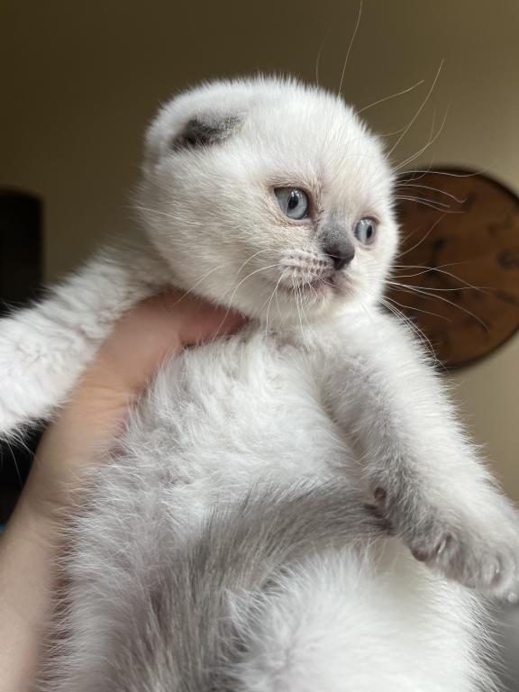 Blue Point Scottish Fold Girl photo 4