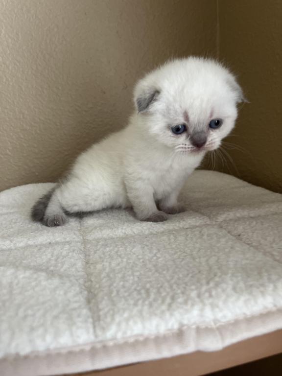 Blue Point Scottish Fold Girl photo 9