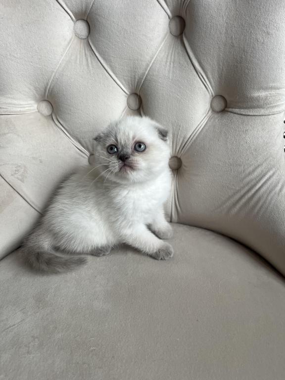 Blue Point Scottish Fold Girl photo 6