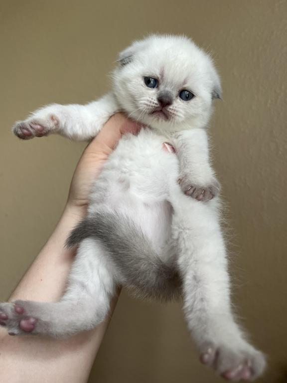 Blue Point Scottish Fold Girl photo 8