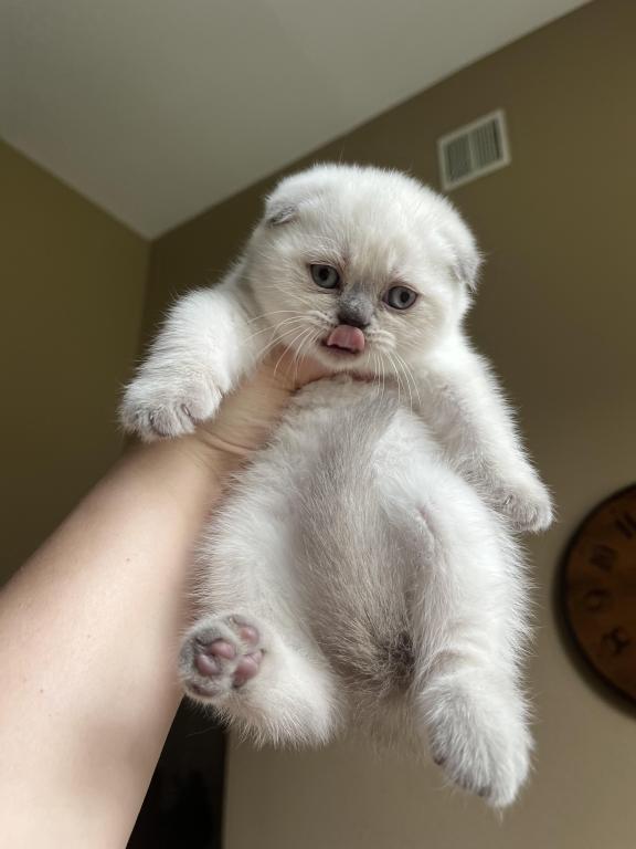 Blue Point Scottish Fold Girl photo 2