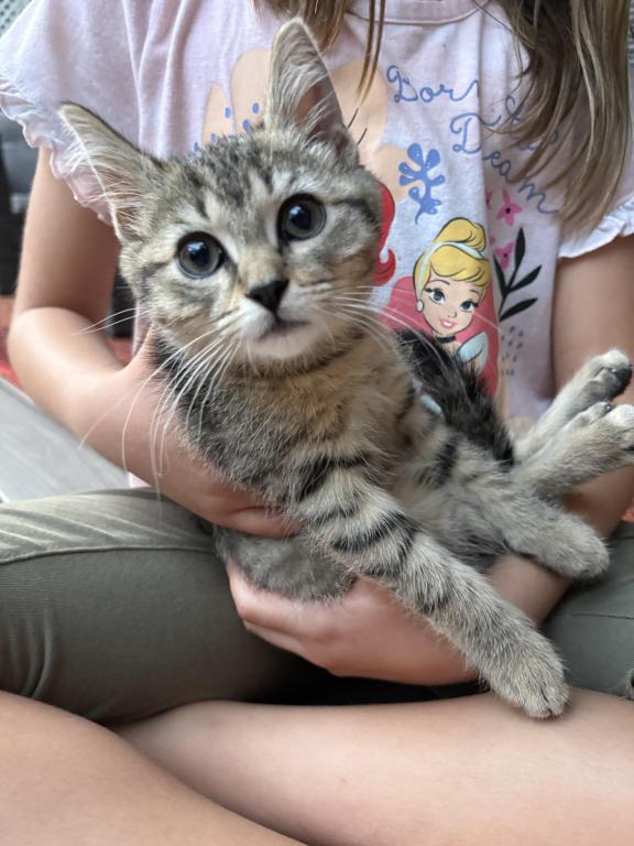 Female Tabby Kitten