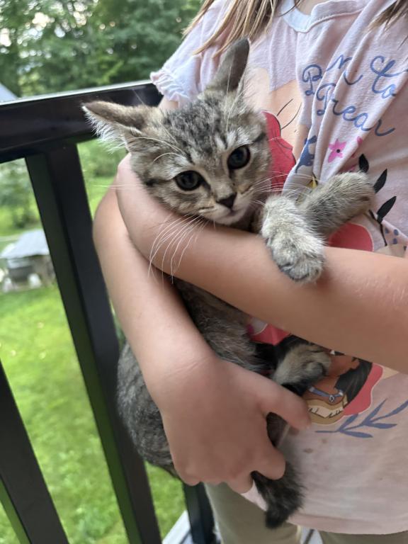 Female Tabby Kitten photo 2