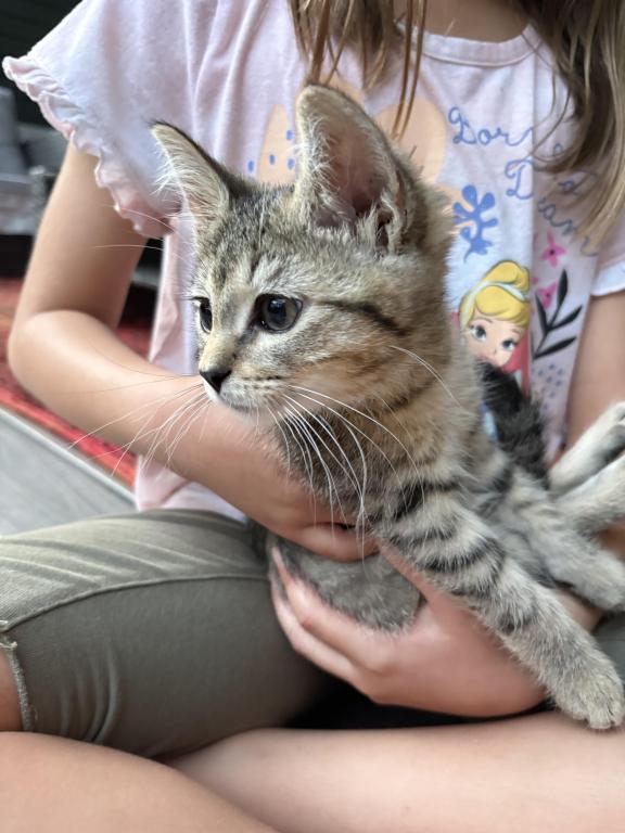 Female Tabby Kitten photo 3