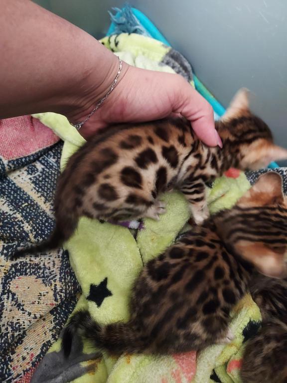 Sbt 6 photo 4