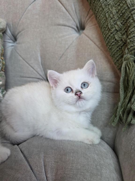Tosha Litter photo 2