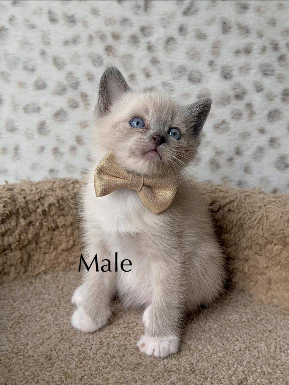 Siamese Kittens photo 6