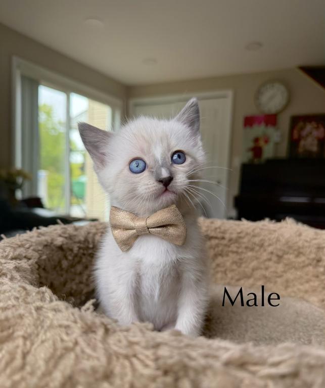 Siamese Kittens photo 4