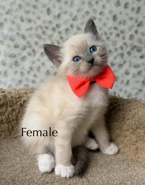 Siamese Kittens photo 5