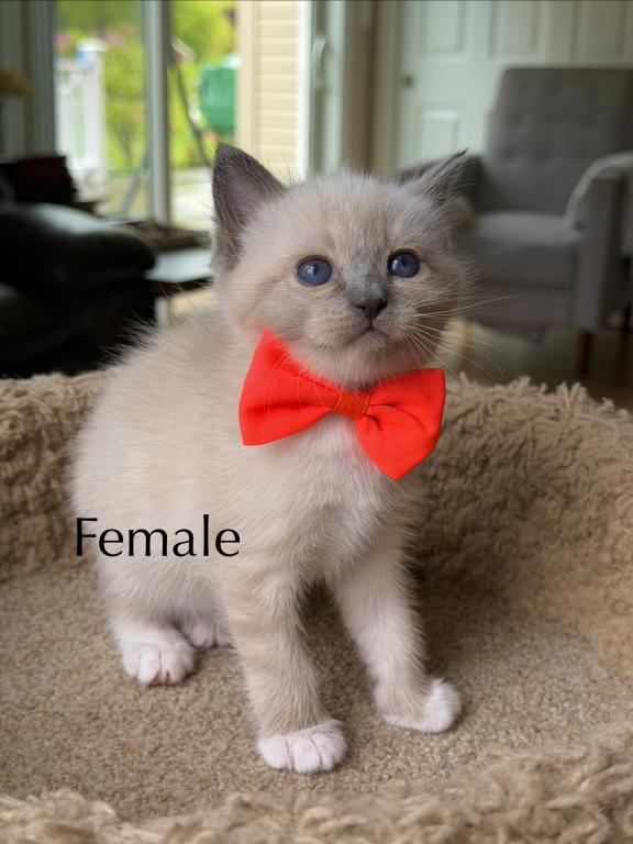 Siamese Kittens photo 7