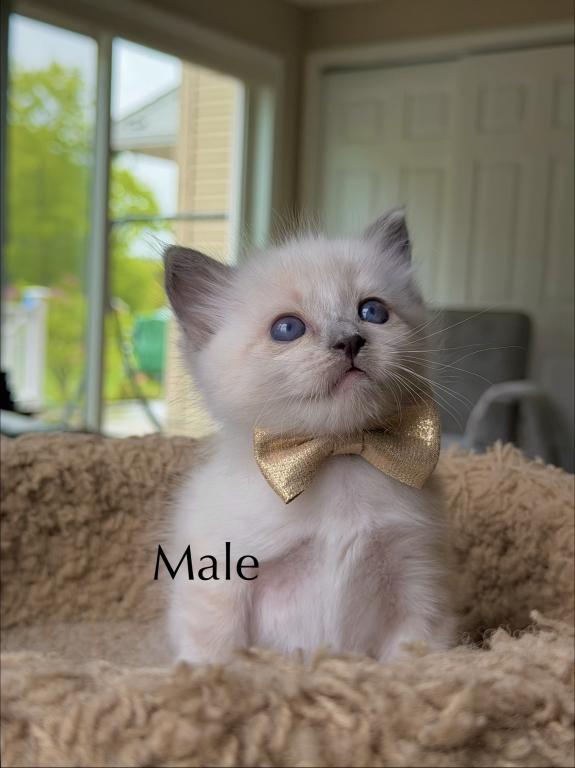 Siamese Kittens photo 3
