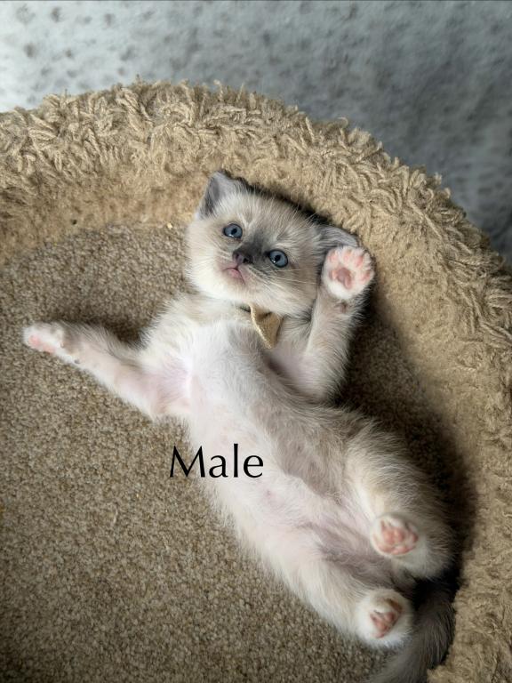 Siamese Kittens photo 2