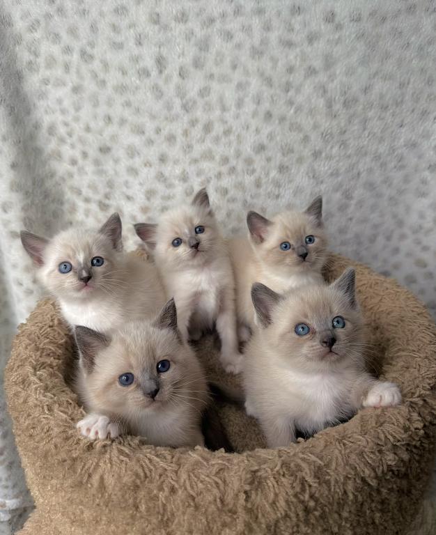 Siamese Kittens
