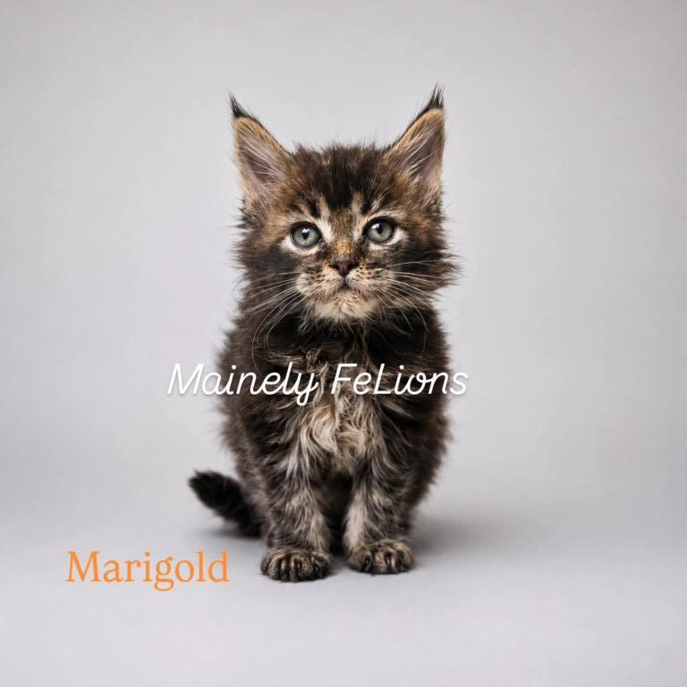 Marigold photo 8
