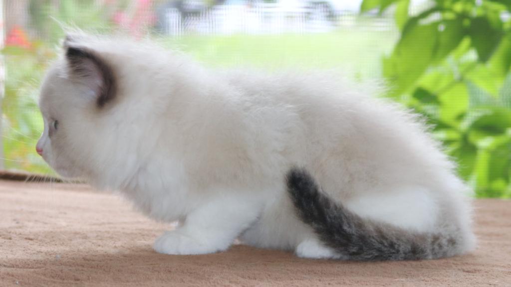 Family Raised Ragdoll Kitten Bicolor Seal Point photo 3