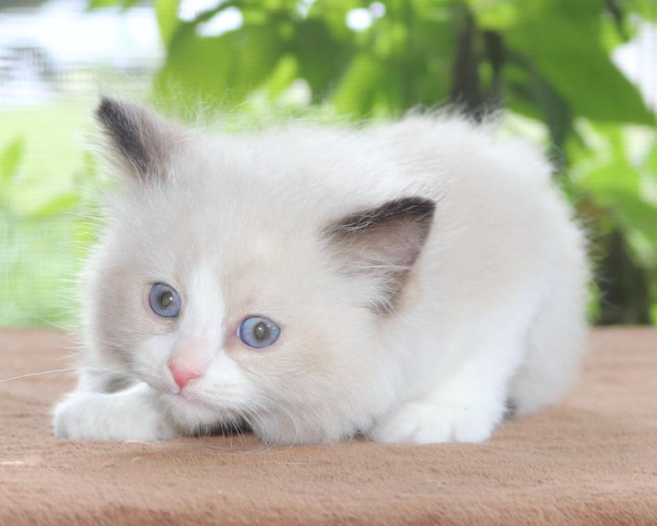 Family Raised Ragdoll Kitten Bicolor Seal Point photo 1