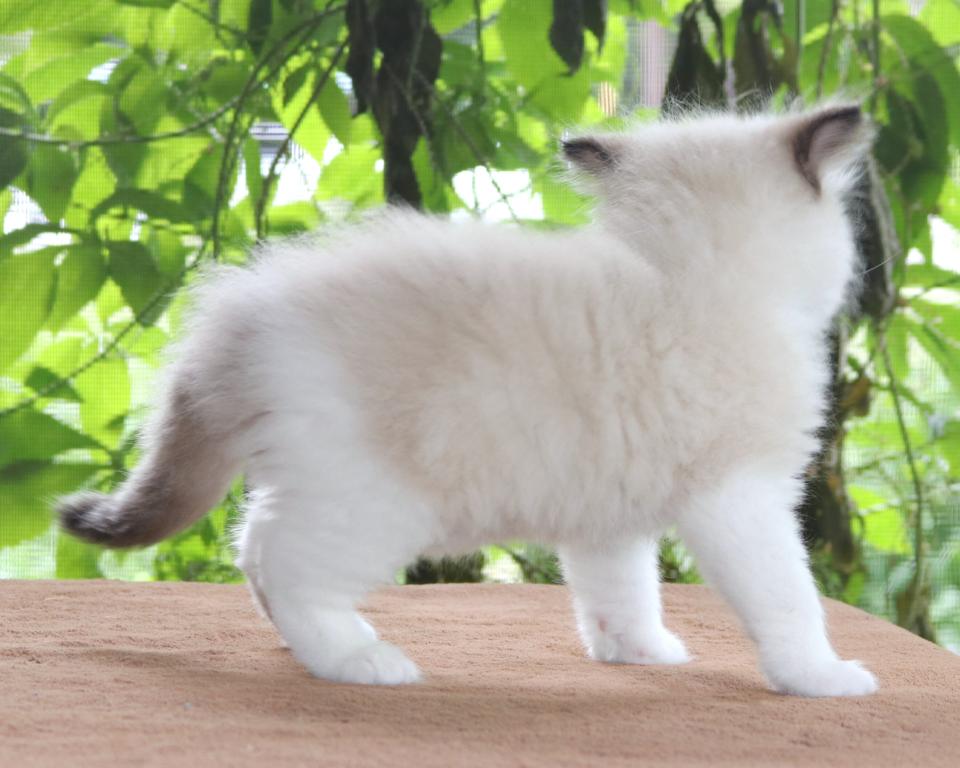 Family Raised Ragdoll Kitten Bicolor Seal Point photo 2
