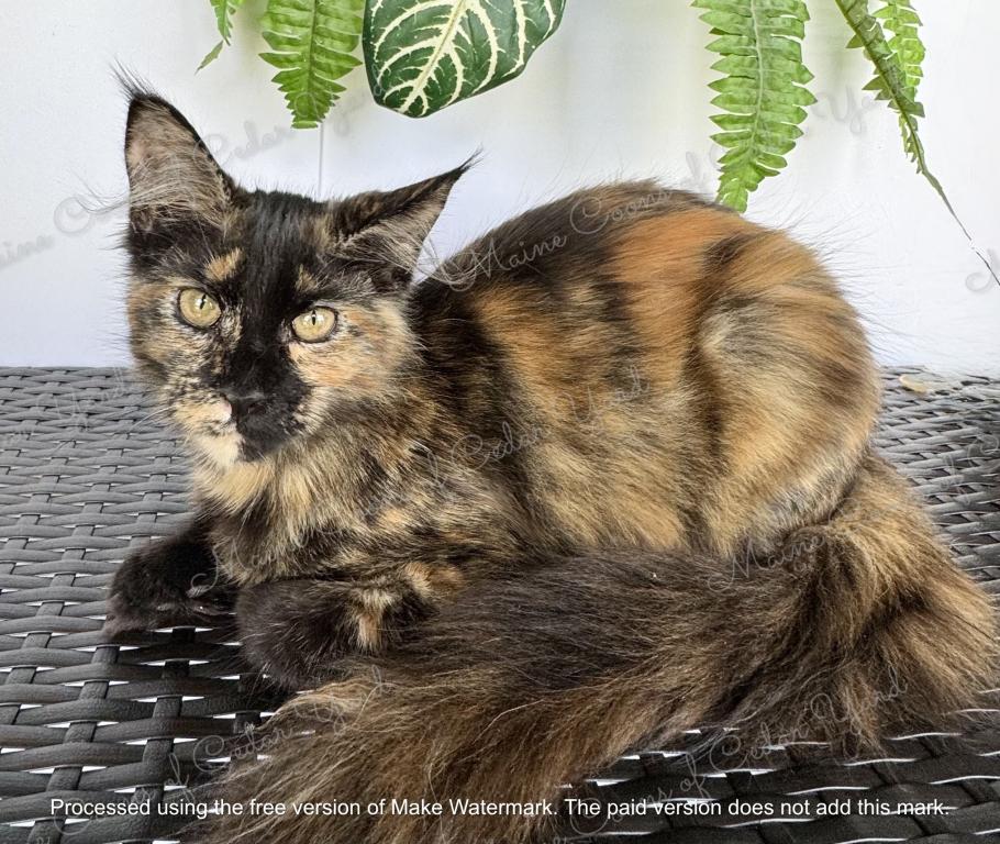 Tortoiseshell Maine Coon Girl