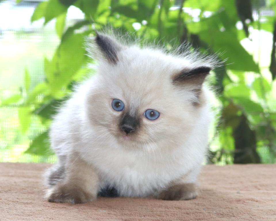 Family Raised Ragdoll Kittens Colorpoint Seal