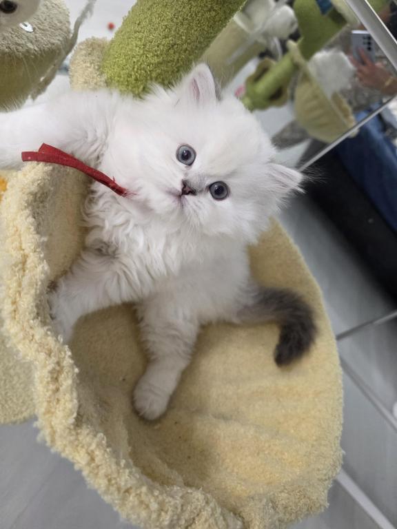 Lila