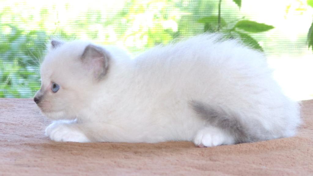 Ragdoll Kitten Bonnie Blue Lilac Female Mitted photo 3