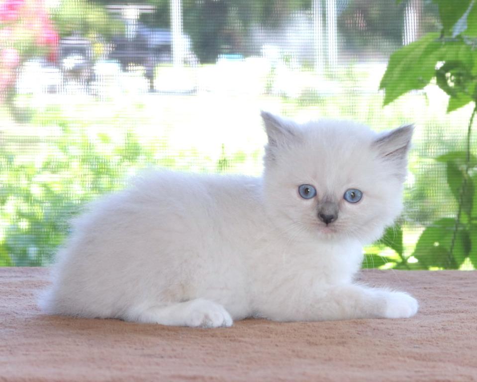 Ragdoll Kitten Bonnie Blue Lilac Female Mitted photo 2