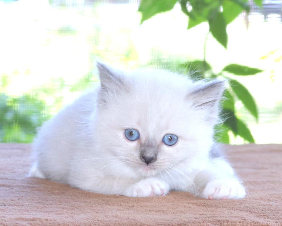 Ragdoll Kitten Bonnie Blue Lilac Female Mitted photo 1