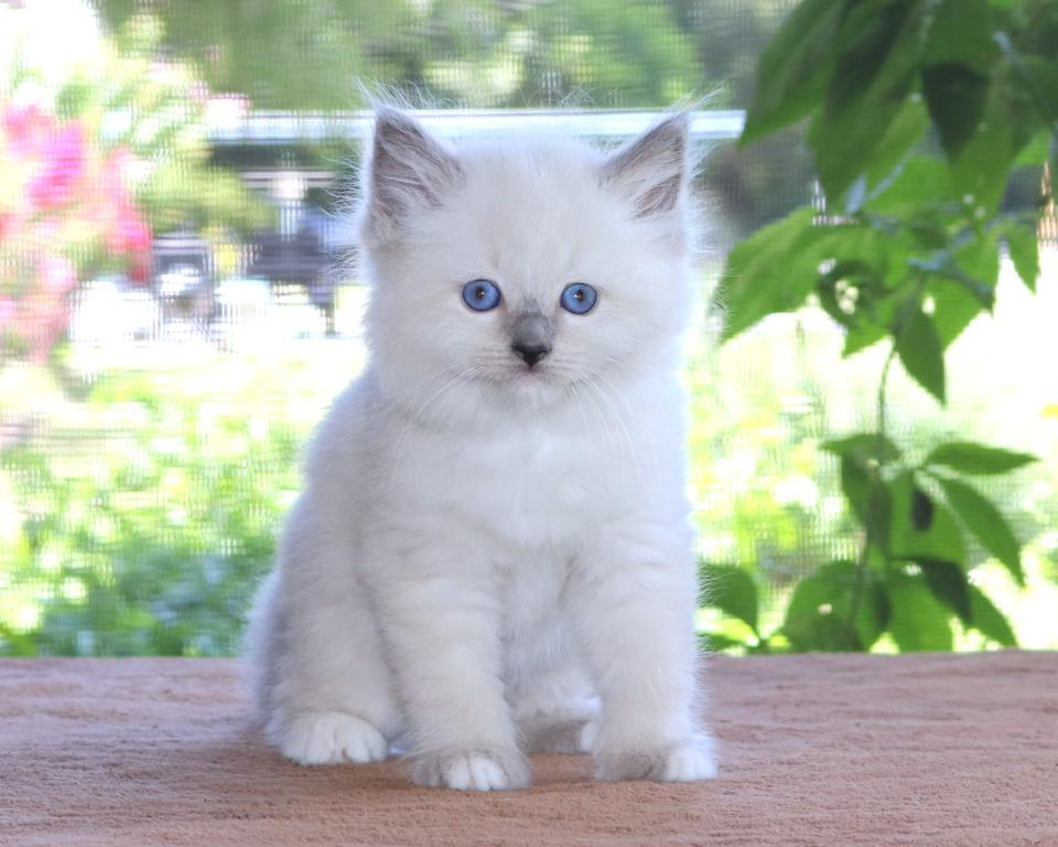 Ragdoll Kitten Jessie Blue Female White Mitted photo 1