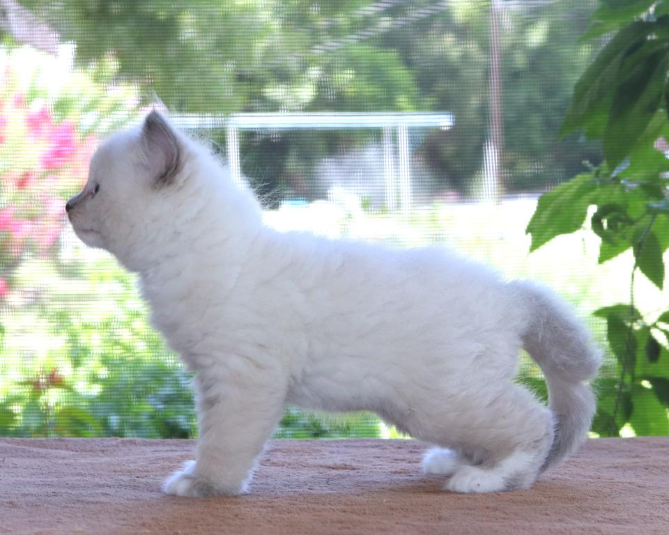 Ragdoll Kitten Jessie Blue Female White Mitted photo 3