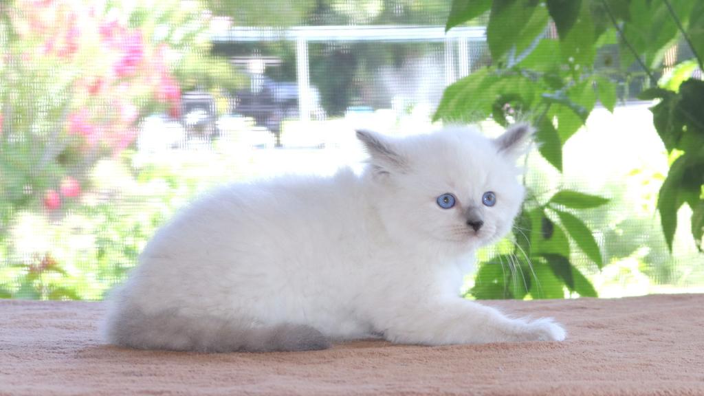 Ragdoll Kitten Jessie Blue Female White Mitted photo 2