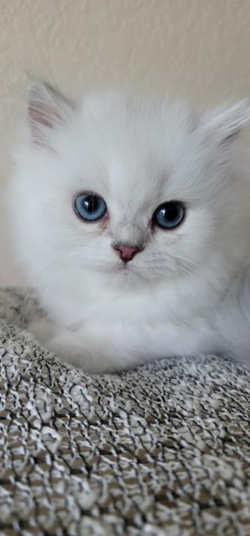 Scottish Fold Chinchilla White