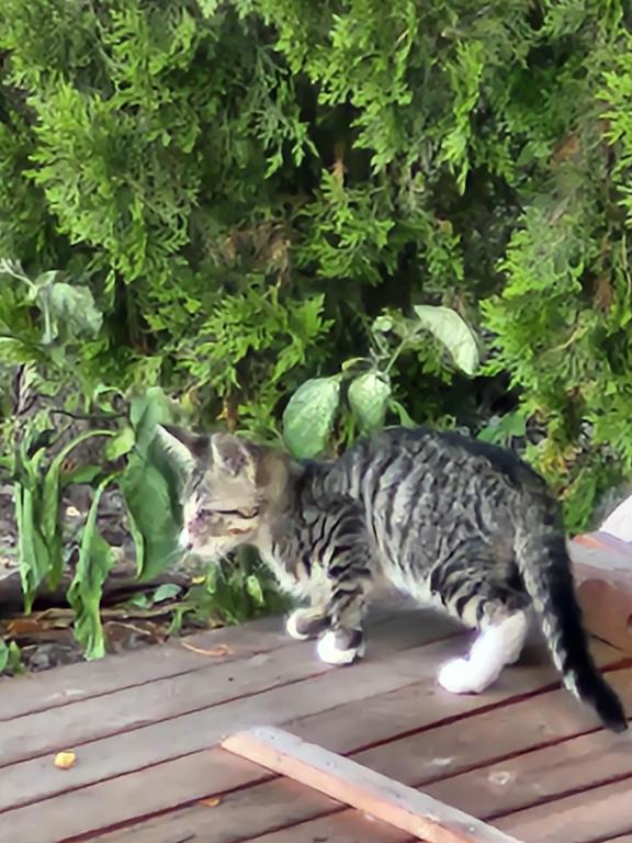 Orphan Kitties photo 2