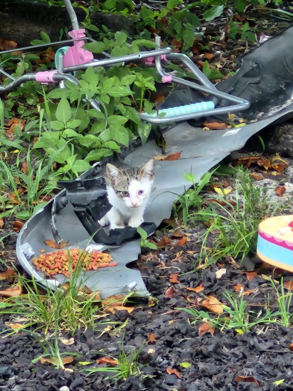 Orphan Kitties